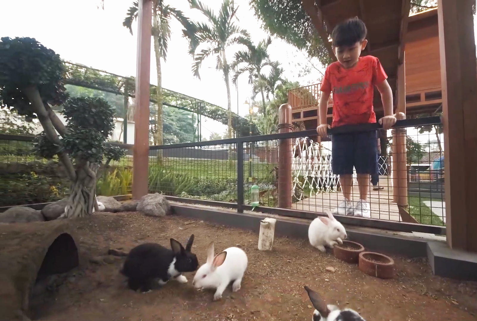 rabit