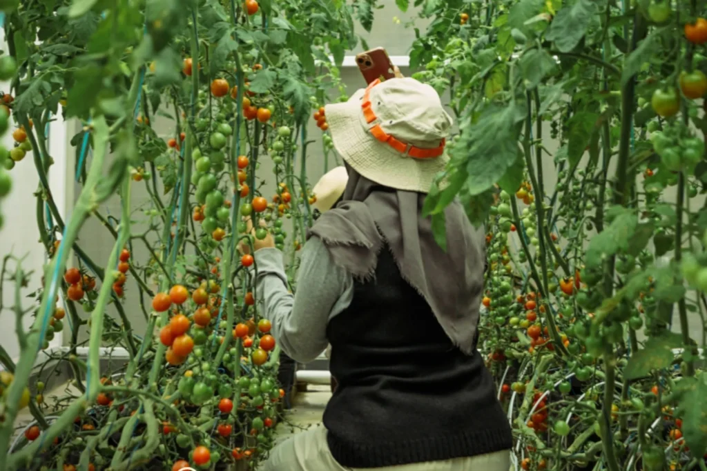 kebun dibandungan lokal farmhouse